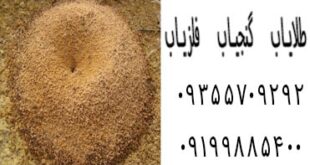 نشانه لانه مورچه در گنج یابی