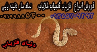 بررسی ۸ مدل مار در دفینه یابی و گنج یابی