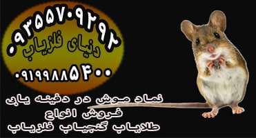 جدیدترین مفهوم موش در گنج یابی